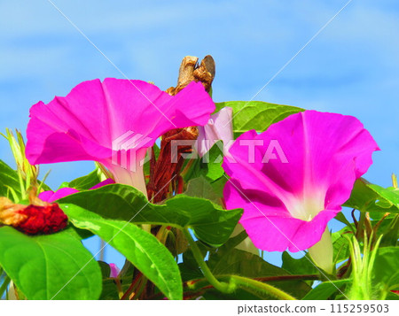 牽牛花花 115259503