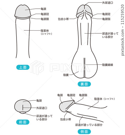 Diagram of the male reproductive system Medical 115259520
