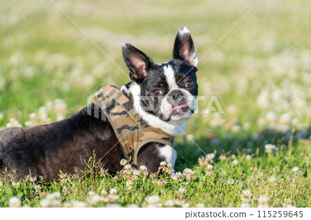 Boston Terrier Boston Terrier 115259645