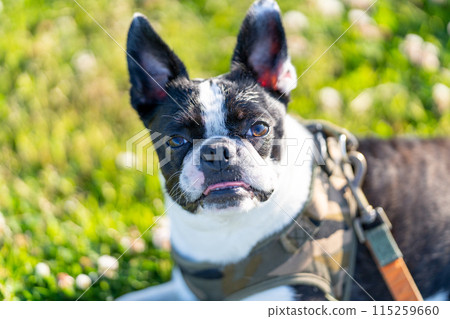 Boston Terrier 115259660