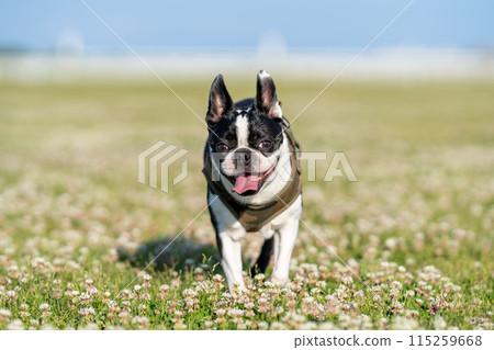 Boston Terrier Boston Terrier 115259668