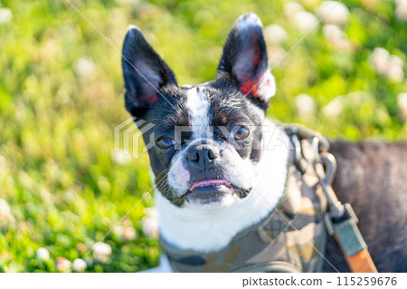 Boston Terrier 115259676