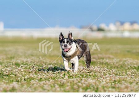 Boston Terrier 115259677