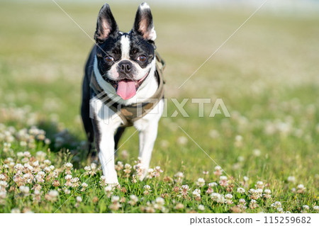 Boston Terrier 115259682