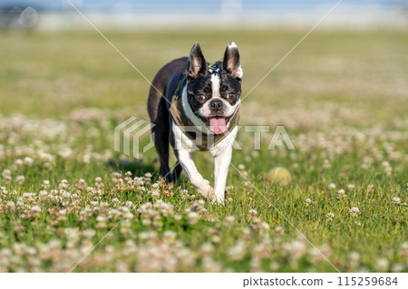 波士頓梗 115259684