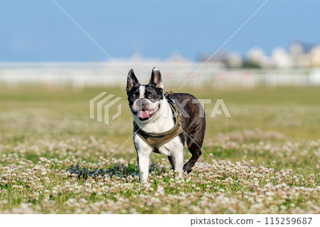 Boston Terrier 115259687