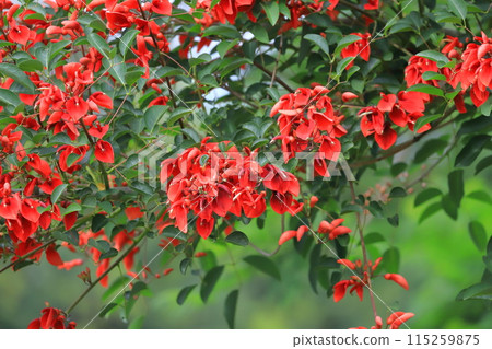 American deigo in full bloom American deigo in full bloom 115259875