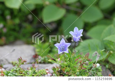 Chishima Kyo 115259896