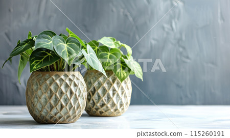 Two green houseplants Philodendron in decorative clay pot on white table isolated against grey wall with copy space, beautiful domestic flowers with heart-shaped leaves 115260191