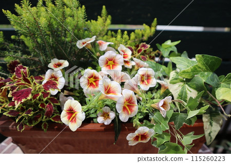 Calibracoa 卡布奇諾插花 Calibracoa 卡布奇諾插花 115260223