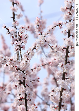 Apricot flowers 115260281