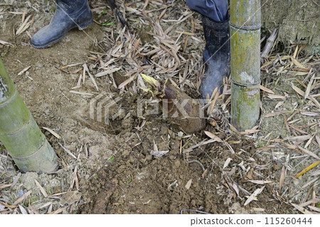 bambooshoot  115260444