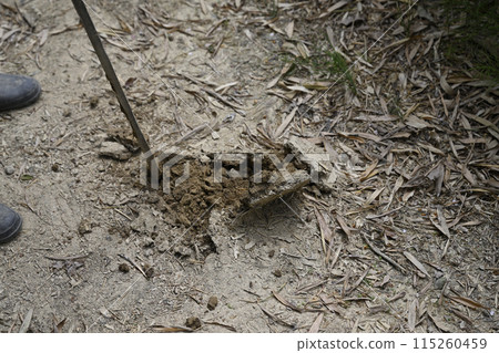 bambooshoot  115260459