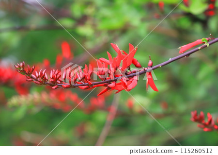 Coral tree in full bloom 115260512