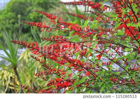 Coral tree in full bloom Coral tree in full bloom 115260513