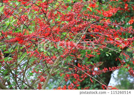 Coral tree in full bloom Coral tree in full bloom 115260514