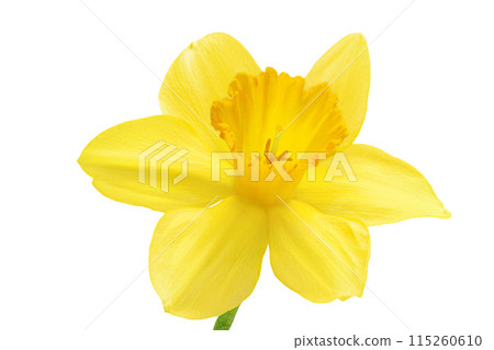 Daffodil flower or narcissus isolated on white background with full depth of field Daffodil flower or narcissus isolated on white background with full depth of field 115260610