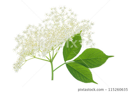 Elderberry flower or Sambucus nigra isolated on a white background. 115260635
