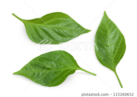 Sweet pepper leaf closeup isolated on white background 115260652