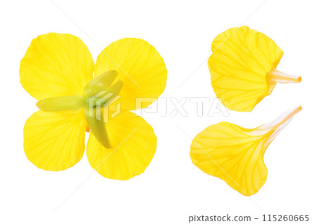 Rapeseed flowers isolated on white background, Top view. Flat lay Rapeseed flowers isolated on white background, Top view. Flat lay 115260665