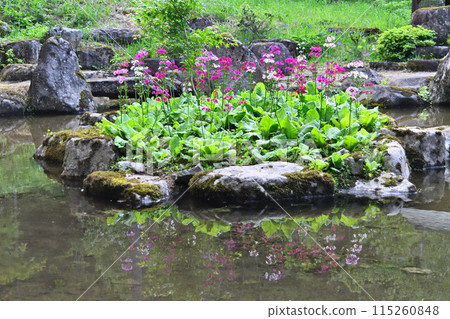 漂浮在池塘裡的黃瓜 四十八瀧山野花園 漂浮在池塘裡的黃瓜 四十八瀧山野花園 115260848