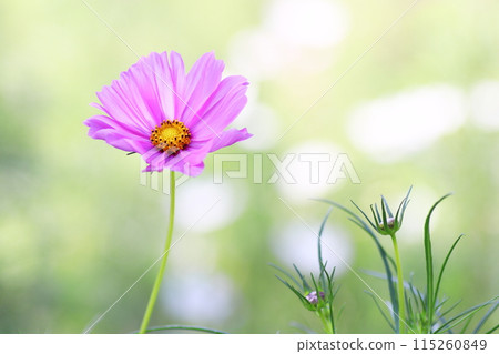 沐浴在秋日陽光下的波斯菊 115260849