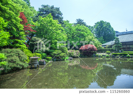 Fresh greenery at Momiji Park 115260860