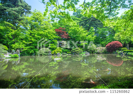 Fresh greenery at Momiji Park 115260862