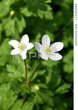 Nirinso（兩個小麥草） 115260984