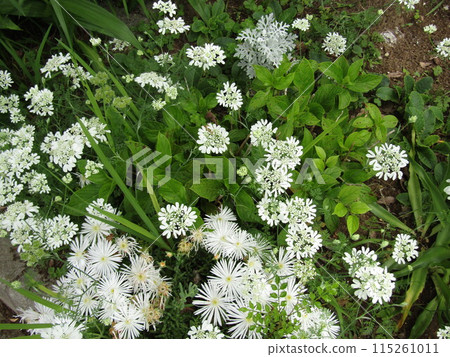 Hydrangeas without buds yet, daisies, and white orlaya flowers 115261011