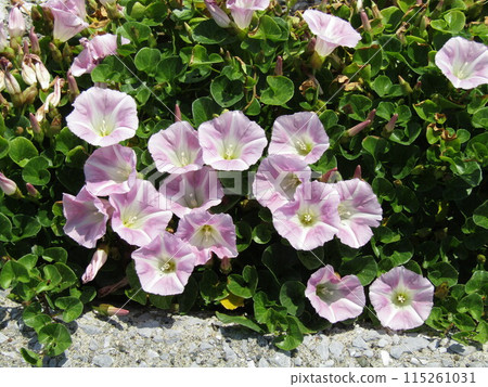 來自粉紅海岸的夏季新聞 115261031