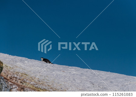 Shinstrap Penguin colony at Sierva Cove 115261083