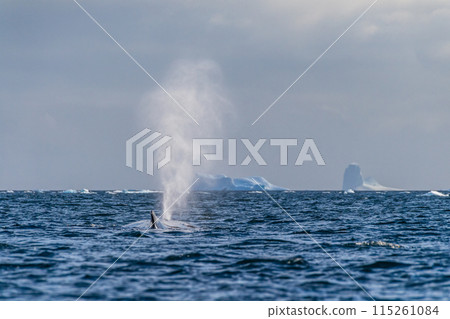 Sleeping Humpback whale in the Graham passage 115261084