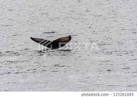 Tail of a humpback whale in the Antarctic 115261085