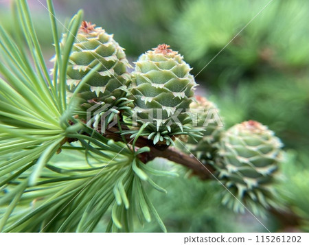 Close-up of fresh green larch fruit 115261202