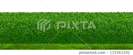Green lawn with a hedge of boxwood bushes Green lawn with a hedge of boxwood bushes 115261292