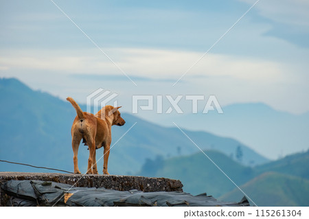 Brown street dog standing on mountain and looking at something in countryside 115261304