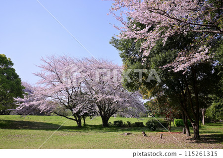 Chiba Port Park in Spring 115261315