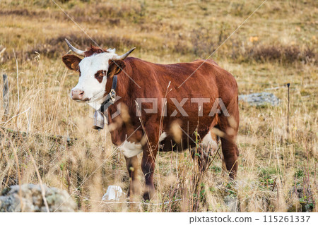 Big cow valdaostan red spotted breed with horns lying and grazing in hay field at countryside Big cow valdaostan red spotted breed with horns lying and grazing in hay field at countryside 115261337