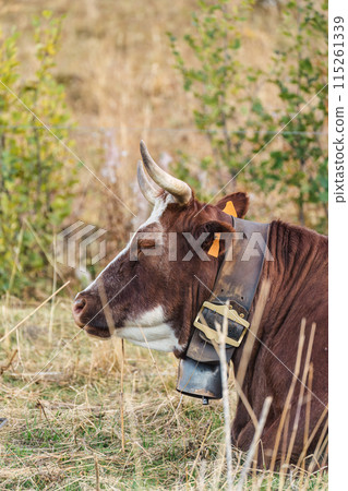 Big cow valdaostan red spotted breed with horns lying and grazing in hay field at countryside Big cow valdaostan red spotted breed with horns lying and grazing in hay field at countryside 115261339