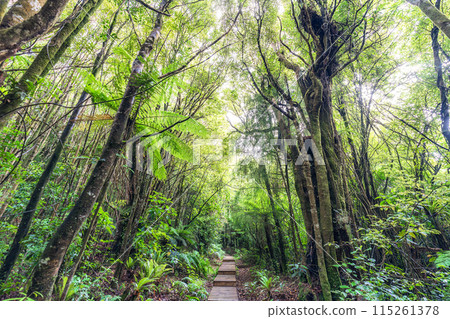 Woodland lush tropical rainforest in national park Woodland lush tropical rainforest in national park 115261378