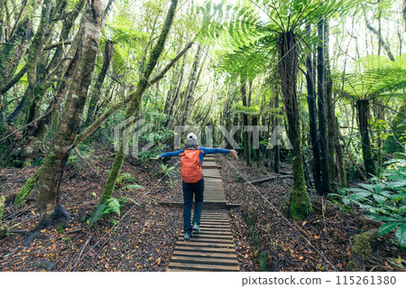 Old growth forest with female tourist hiking on wooden path in Egmont national park, New Zealand Old growth forest with female tourist hiking on wooden path in Egmont national park, New Zealand 115261380