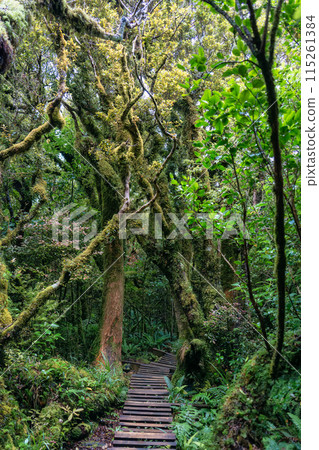 Mysterious woodland lush tropical rainforest with wooden path leading 115261384