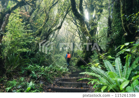 Woodland lush tropical rainforest with female tourist hiking on wooden path leading through it Woodland lush tropical rainforest with female tourist hiking on wooden path leading through it 115261386