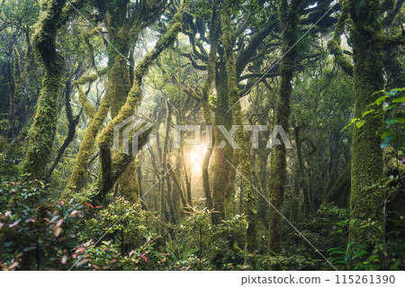Mysterious woodland lush tropical rainforest with sunlight shines 115261390