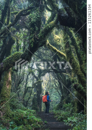 Woodland lush tropical rainforest with female tourist hiking on wooden path leading through it Woodland lush tropical rainforest with female tourist hiking on wooden path leading through it 115261394