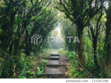Mysterious woodland lush tropical rainforest with wooden path leading through it 115261396