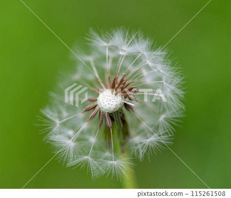 Dandelion fluff 115261508