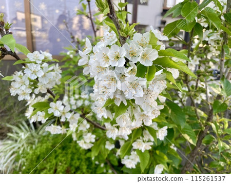 Cherry blossom 115261537