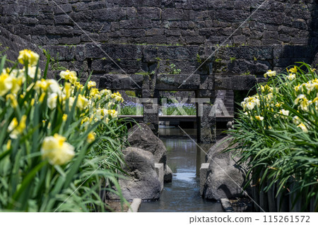 Tamana's flower spot Behind the scenes of Higo irises blooming in the Takase River 115261572